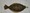 10279 Flounder 10/03/24 4:50pm