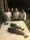 10-1051 Black Drum 05/29/18 9:50pm 10-1051 Black Drum 05/29/18 9:50pm