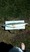 10520 Weakfish 12/02/24 10:52am