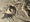 10636 Dogfish Shark 05/03/25 7:41am