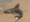 1065 Sandbar Shark 06/04/18 1:33pm