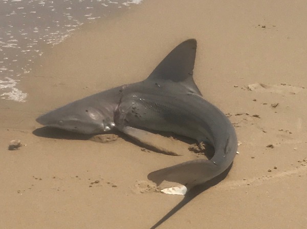 1065 Sandbar Shark 06/04/18 1:33pm 1065 Sandbar Shark 06/04/18 1:33pm