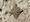 10656 Clearnose Skate 05/03/25 11:45am