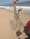10662 Clearnose Skate 05/03/25 1:57pm