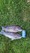 10689 Tautog 05/06/25 9:40am