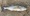 10696 Bluefish 05/07/25 5:53pm