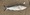 10698 Shad 05/07/25 6:16pm