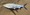 10705 Shad 05/08/25 5:46pm