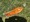 10716 Goldfish 05/11/25 1:20pm