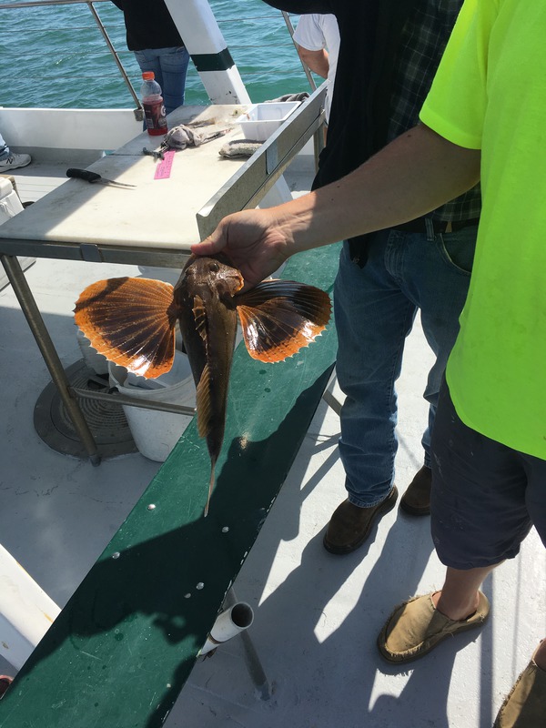 1076 Sea Robin 06/07/18 10:01am 1076 Sea Robin 06/07/18 10:01am