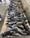 10779 Black Sea Bass 05/27/25 3:55pm
