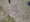 10793 Clearnose Skate 06/06/25 11:51am