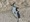 10795 Bluefish 06/04/25 4:49pm