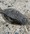 10797 Flounder 06/08/25 6:35pm