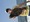 10802 Flounder 06/11/25 2:18pm