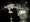 10809 Clearnose Skate 04/27/25 10:05pm