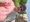 10852 Bluegill 07/04/25 2:48pm