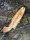 10863 Palamino Trout 03/26/25 4:20pm
