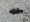 10867 Tautog 07/11/25 7:31am