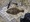 10875 Flounder 07/13/25 11:27am