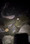 10923 Sandbar Shark 07/25/25 6:06pm