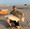 10929 Red Drum 07/25/25 1:23pm