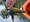 10942 Yellow Perch 08/03/25 4:15pm