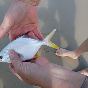 Image #10996 from GreatAnglers.com