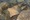 10999 Cownose Ray 08/29/25 12:41pm