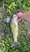 11013 Largemouth Bass 07/08/25 7:30pm