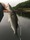 29-1105 Striped Bass 06/15/18 5:48am 29-1105 Striped Bass 06/15/18 5:48am