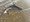 11061 Sandbar Shark 09/20/25 8:54am
