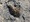 11063 Oyster Toadfish 09/19/25 9:31am