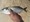 11091 Bluefish 09/29/25 12:19pm