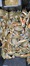 11107 Blue Claw Crab 10/05/25 9:30am 11107 Blue Claw Crab 10/05/25 9:30am