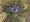 11139 Tautog 10/24/25 8:47am