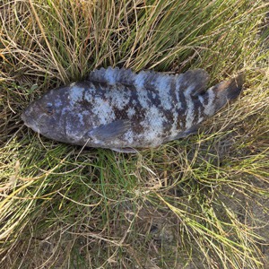 Image #11139 from GreatAnglers.com