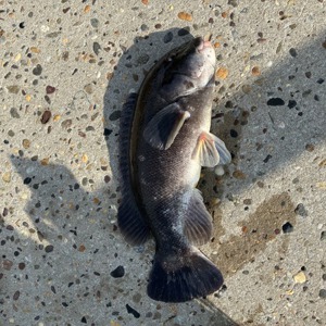 11156 2025-11-09-2406