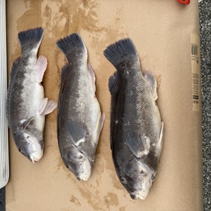 11163 2025-11-15-2287