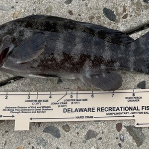 Image #11176 from GreatAnglers.com