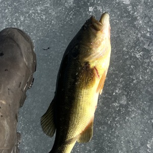 11201 2026-01-08-547