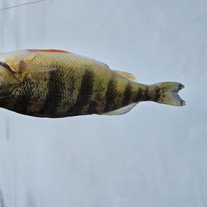 11214 2026-02-15-1952