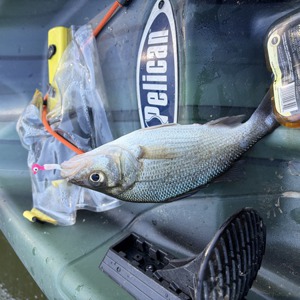 11257 2026-04-08-1971