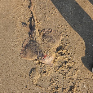 11304 2026-04-24-1959