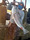 11339 Striped Bass 05/02/26 7:46am