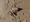 11347 Clearnose Skate 05/05/26 9:00am