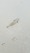 21-1136 Kingfish 05/17/18 4:39pm 21-1136 Kingfish 05/17/18 4:39pm