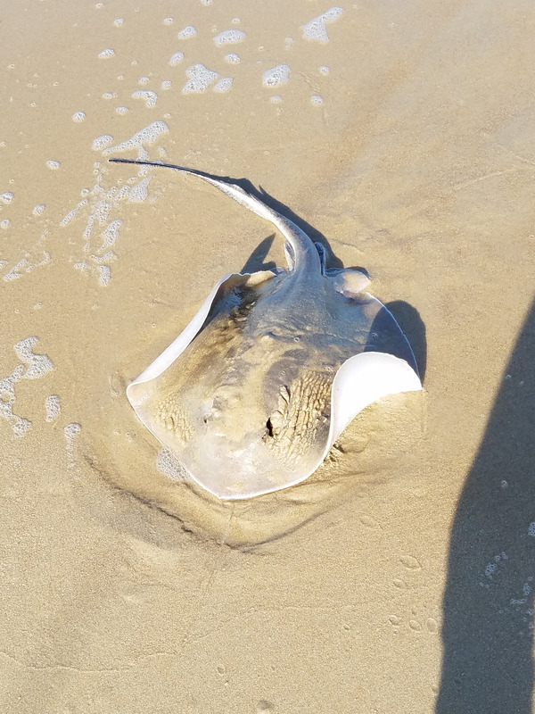 1138 Southern Ray 05/21/18 5:37pm 1138 Southern Ray 05/21/18 5:37pm