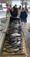 11380 Black Sea Bass, Ling and Flounder 05/26/26 3:26pm