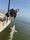 11439 Sandbar Shark 06/02/26 8:00am 11439 Sandbar Shark 06/02/26 8:00am